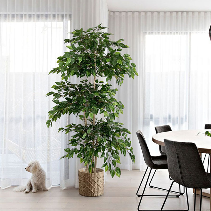 Dracaena Marginata - Grand Arbre Artificiel Ficus de 70