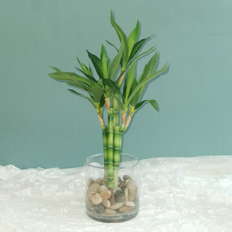 Nouvelle plante artificielle B - Echeveria Succulent avis et prix