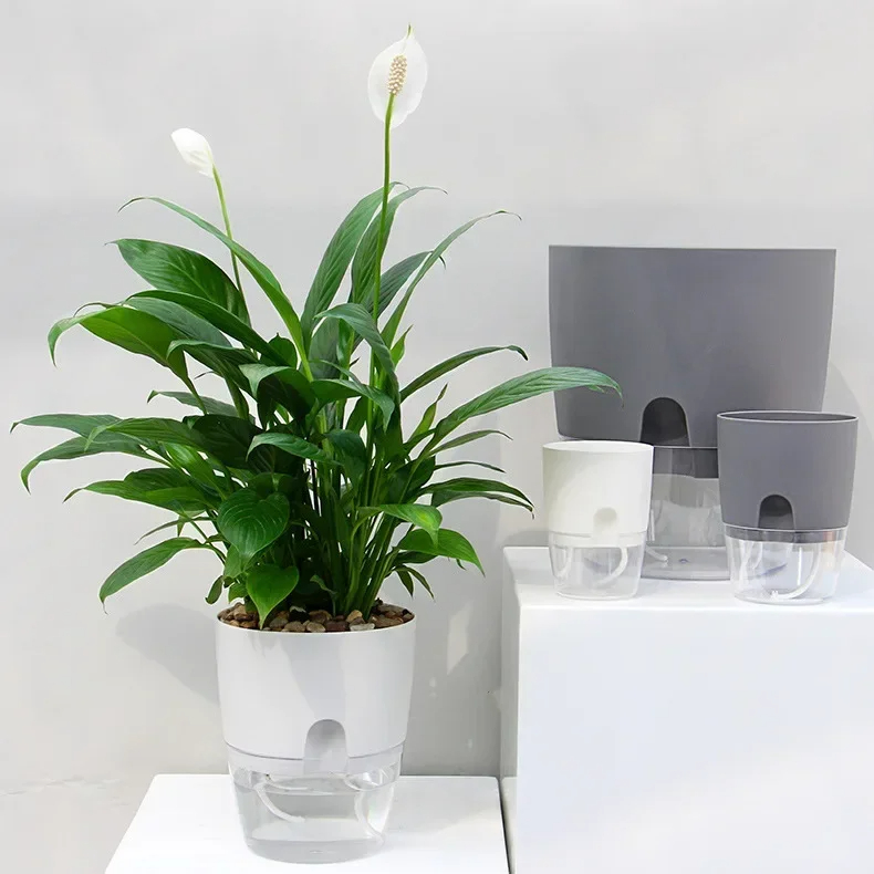 Pot de fleurs transparent à do - Aloe Vera Pot avis et prix