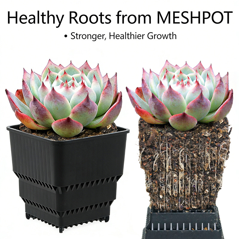 MESHPOT Lot de 6 pots carrés p - Echeveria Succulent avis et prix