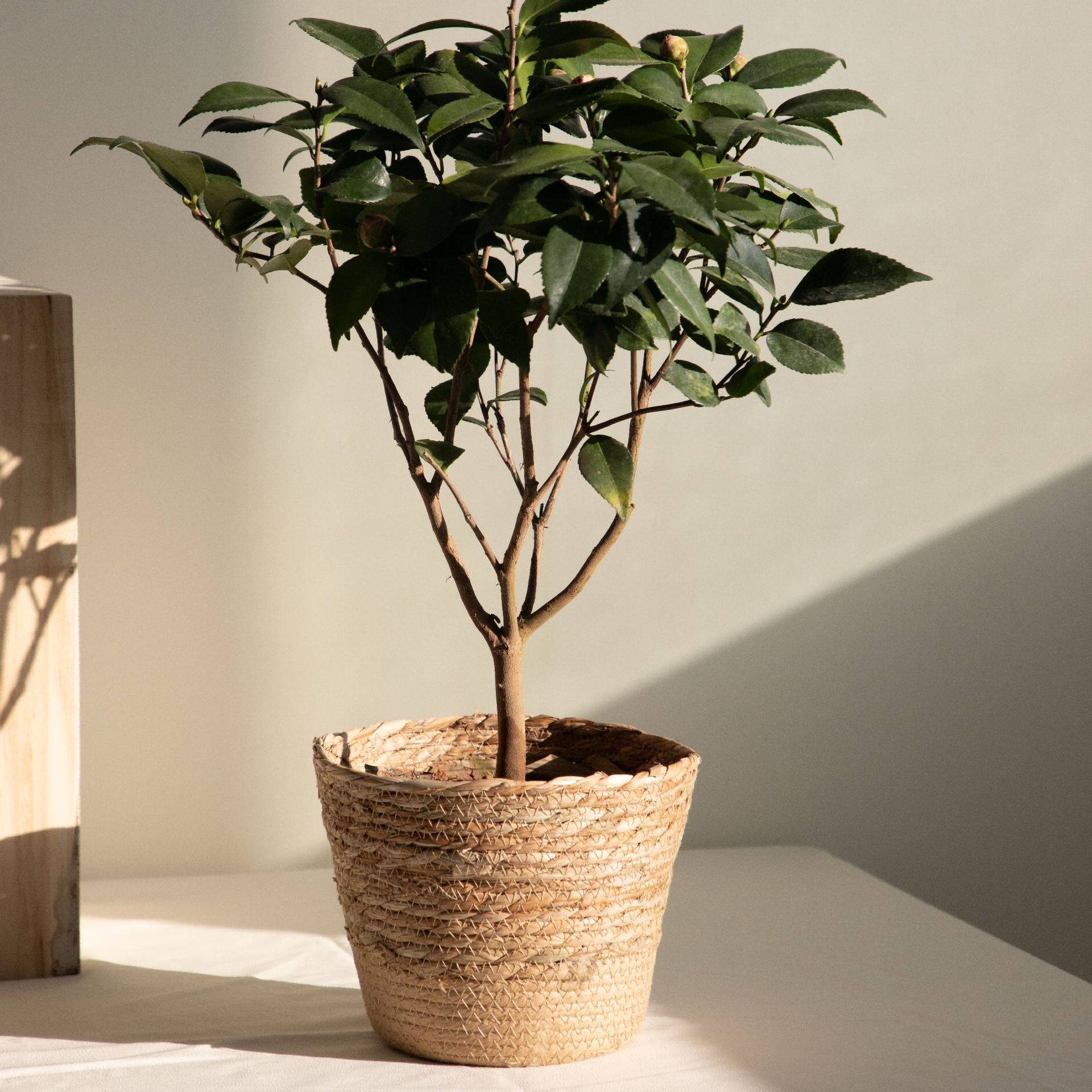 Panier de rangement tissé mult - Aloe Vera Pot avis et prix