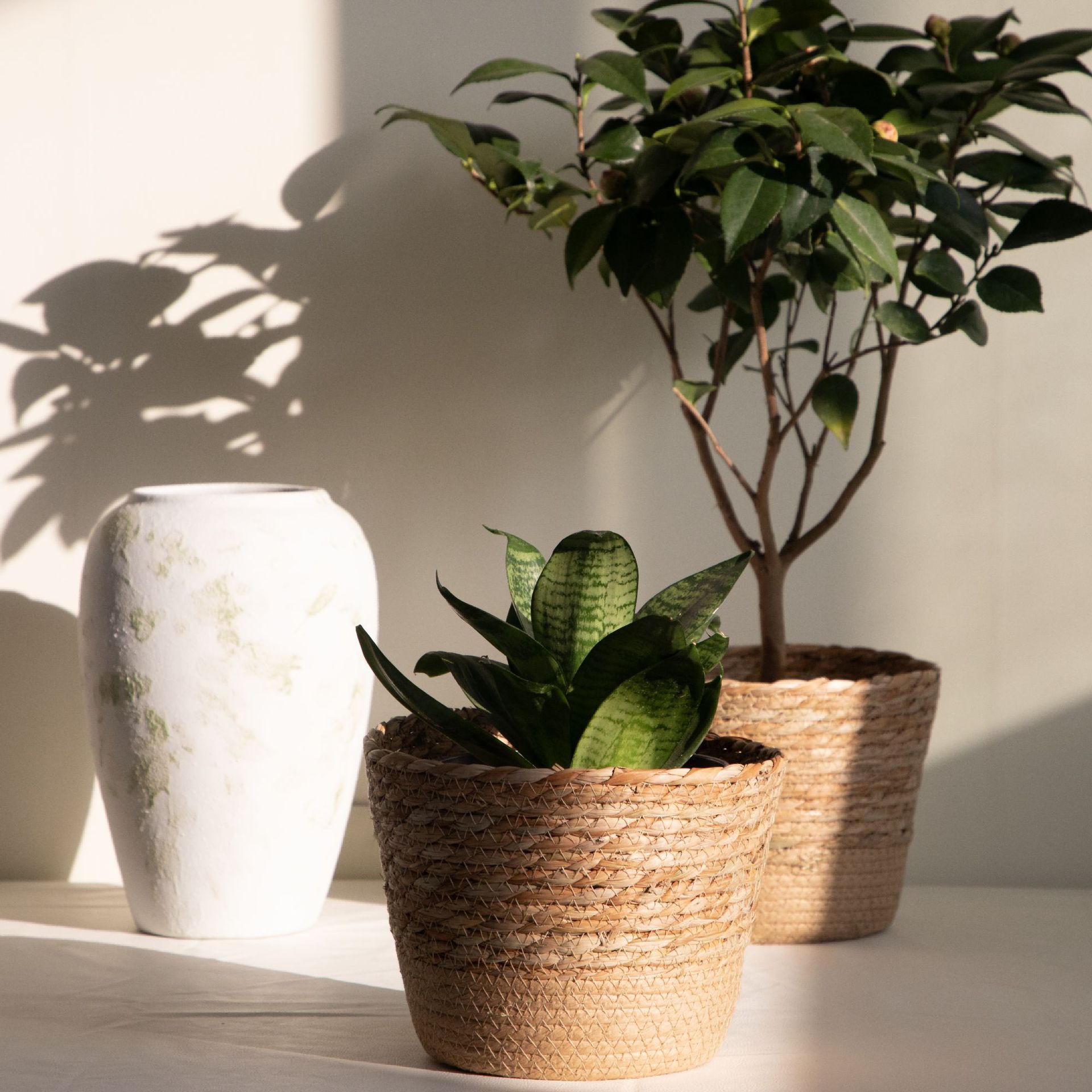 Panier de rangement tissé mult - Aloe Vera Pot avis et prix