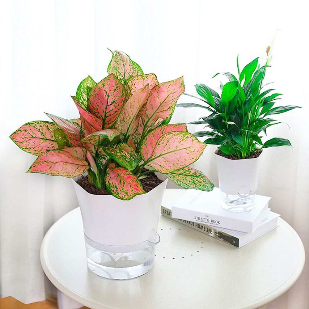 Pot de fleur en plastique tran - Aloe Vera Pot avis et prix