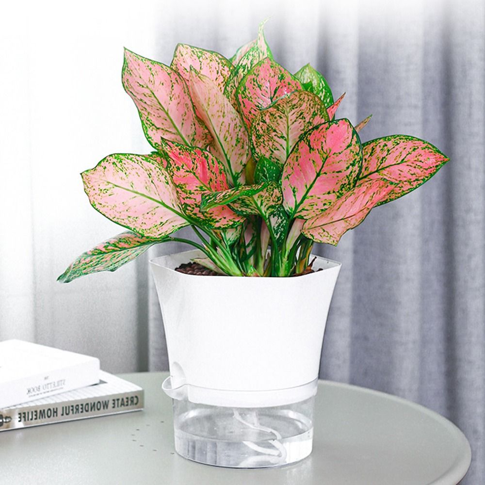 Pot de fleur en plastique tran - Aloe Vera Pot avis et prix