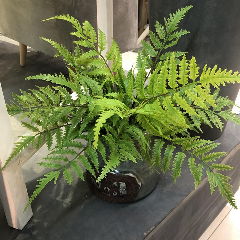 Plantes artificielles pour cha - Dracaena Marginata avis et prix