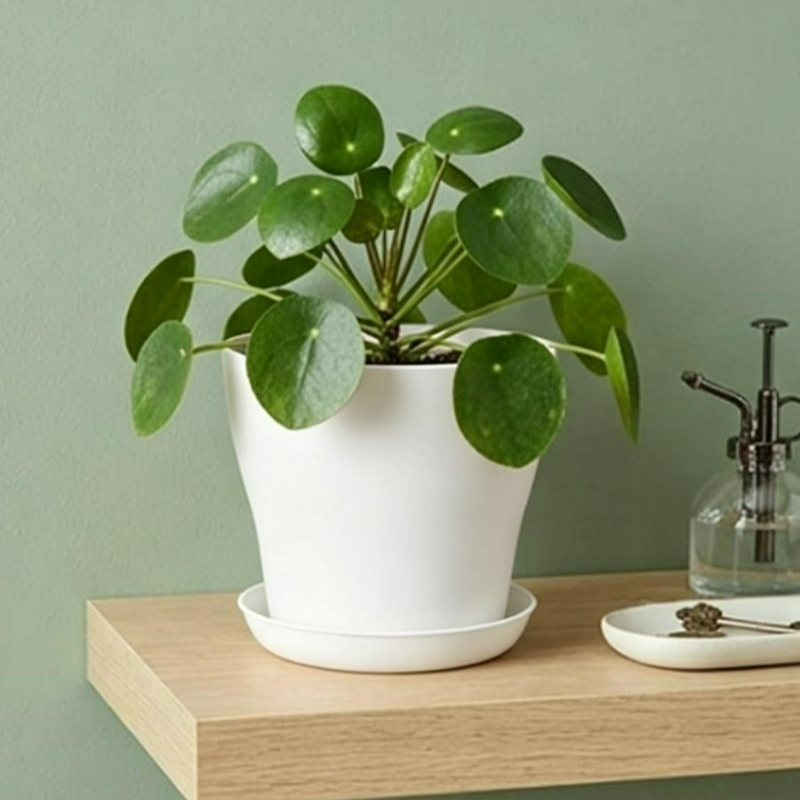 Ensemble de pots de plantes av - Aloe Vera Pot avis et prix